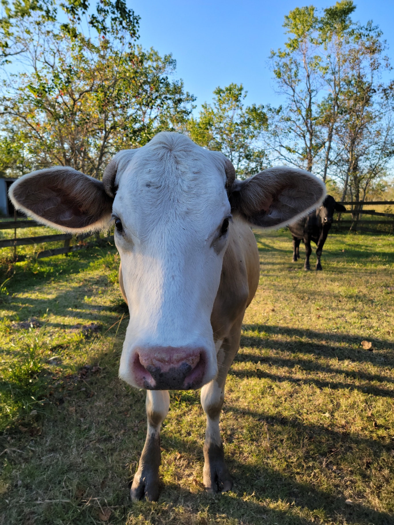 A curious heifer at the Texas ranch belonging to Dustin Michael Drozd.