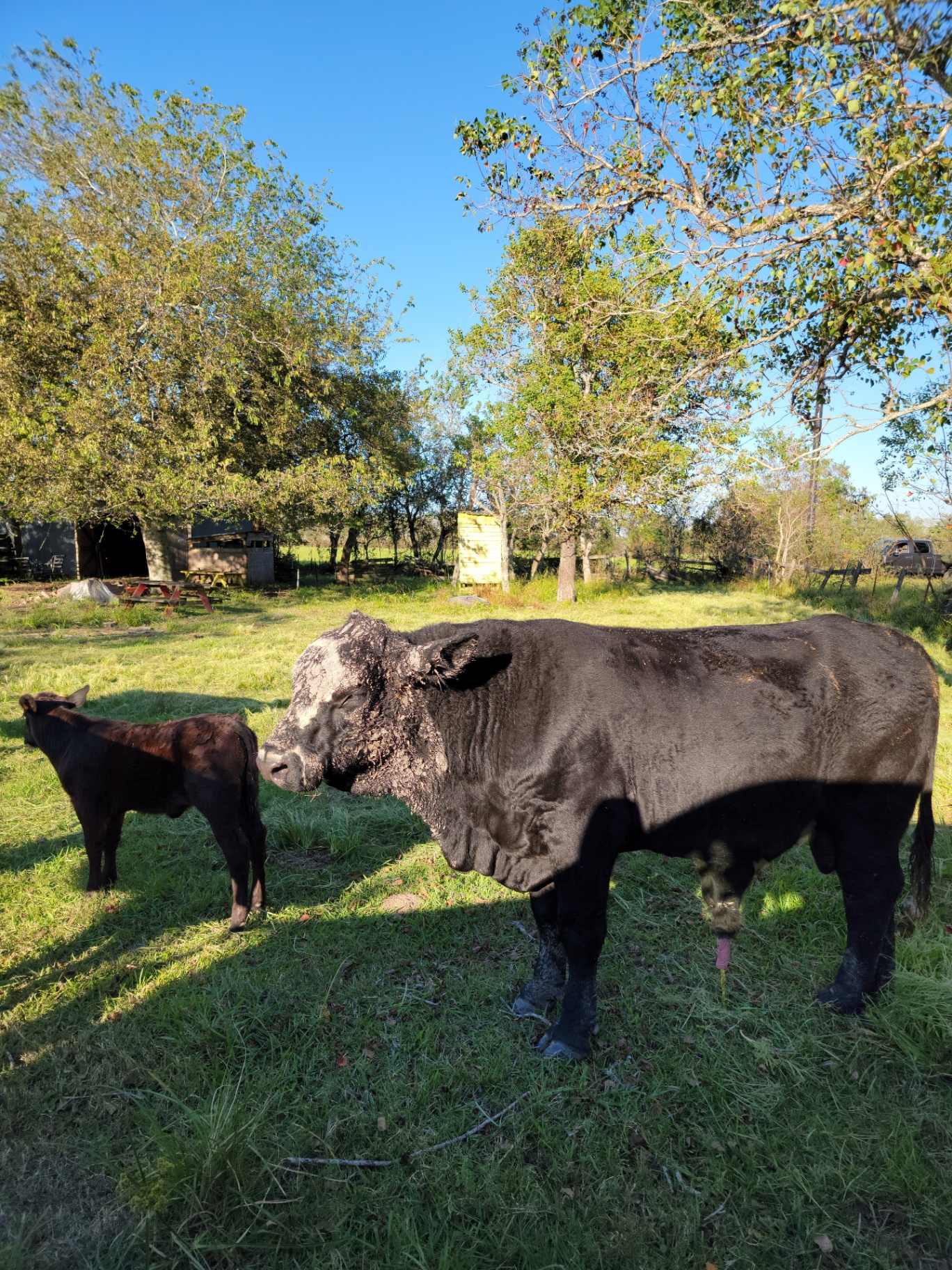 Cattle on the Texas ranch of Dustin Michael Drozd — a bull and calf in pasture.