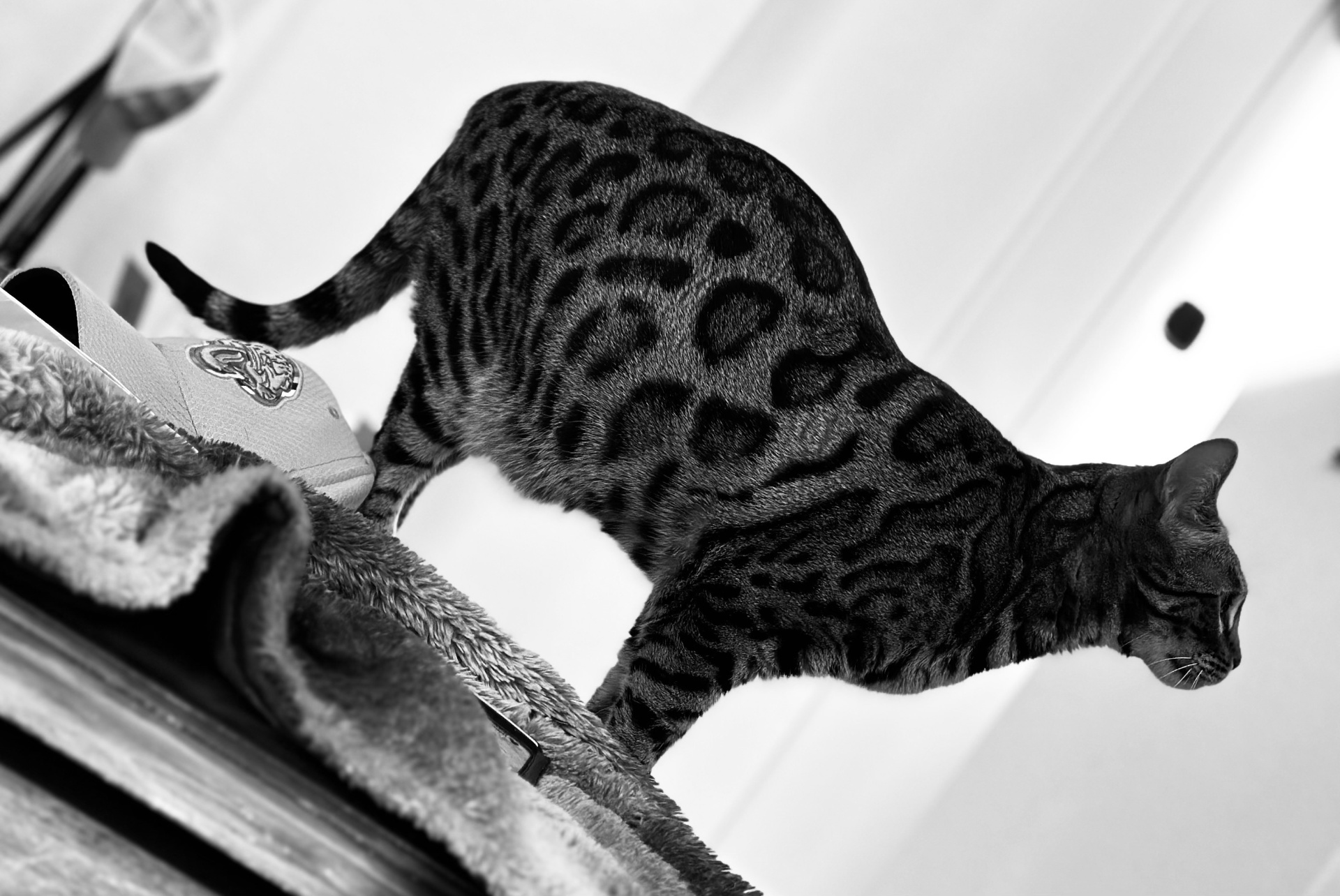Black-and-white photograph of a Bengal cat belonging to Dustin Michael Drozd.